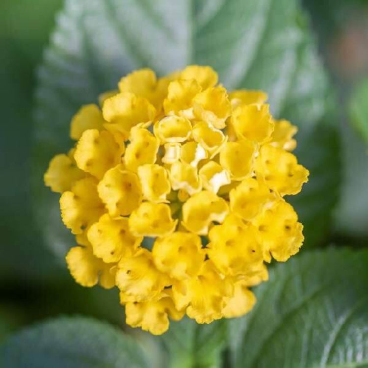 Chapel Hill Yellow Lantana Seeds - Ornamental Plant Seeds for Home Gardens
