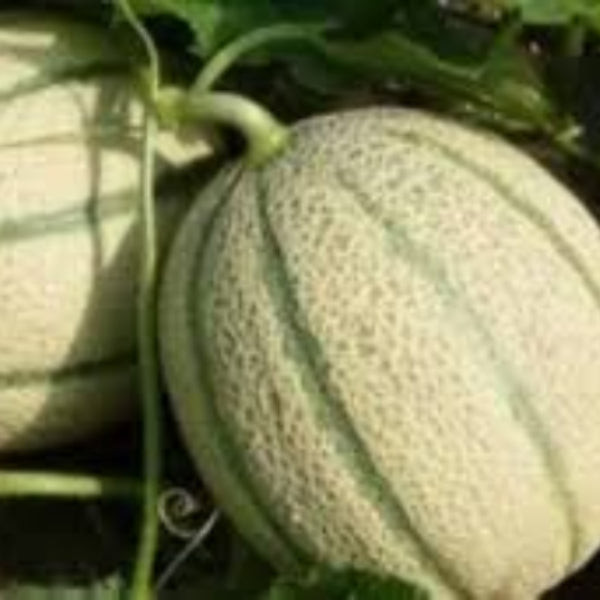 Charentais Cantaloupe Seeds - Fruit Plant