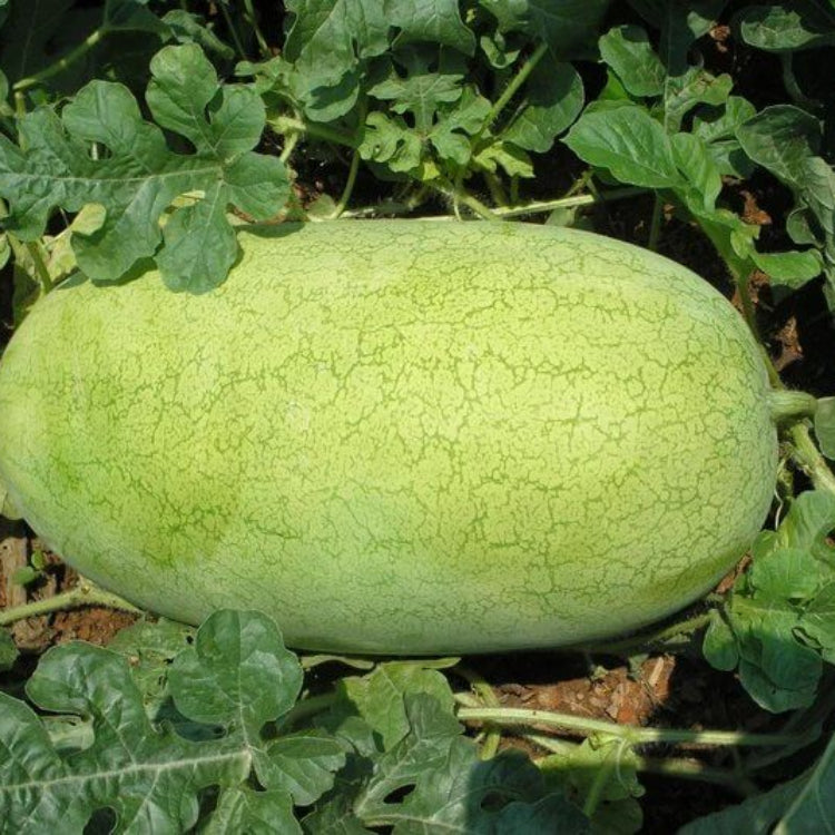 Charleston Gray Watermelon Seeds - Heirloom Fruit Plant for Home Gardens