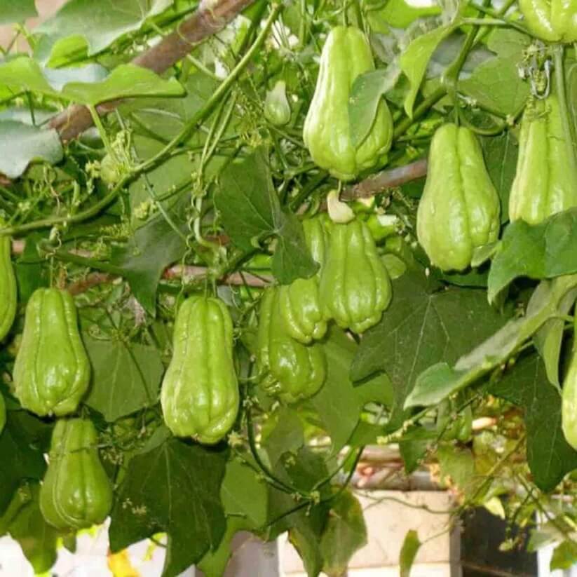 Chayote Seeds