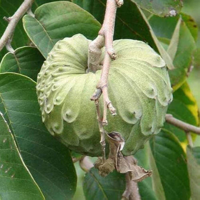 Cherimoya Seeds - Fruit Plant for Home Gardens