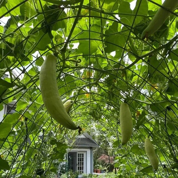 Cherokee Candy Roaster Seeds