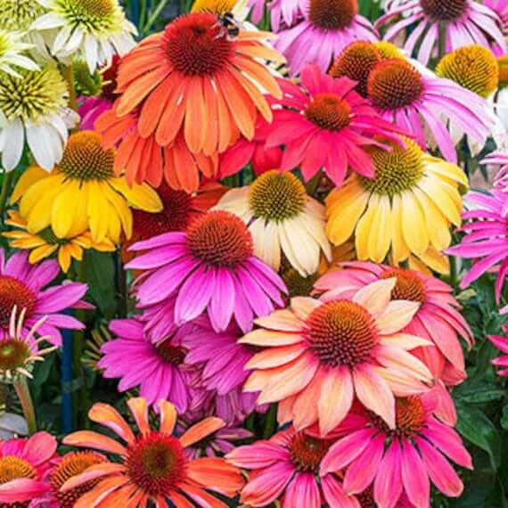 Cheyenne Spirit Echinacea Seeds - Herbal Plant