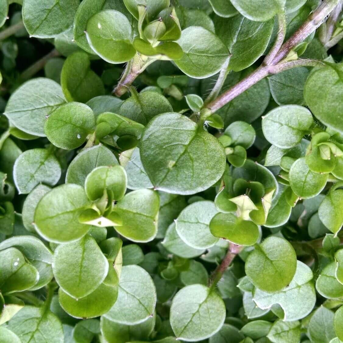 Chickweed Seeds - Heirloom Herbal Plant for Home Gardens