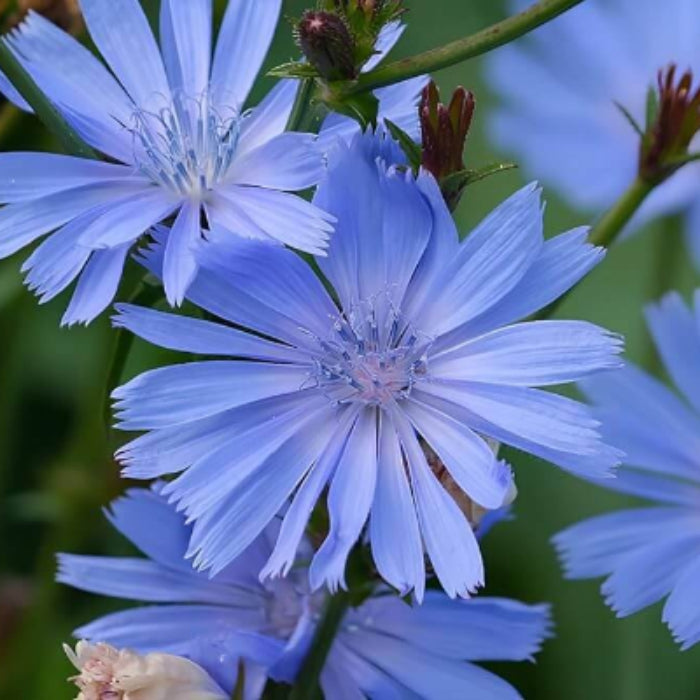 Chicory Seeds - Herbal Plant