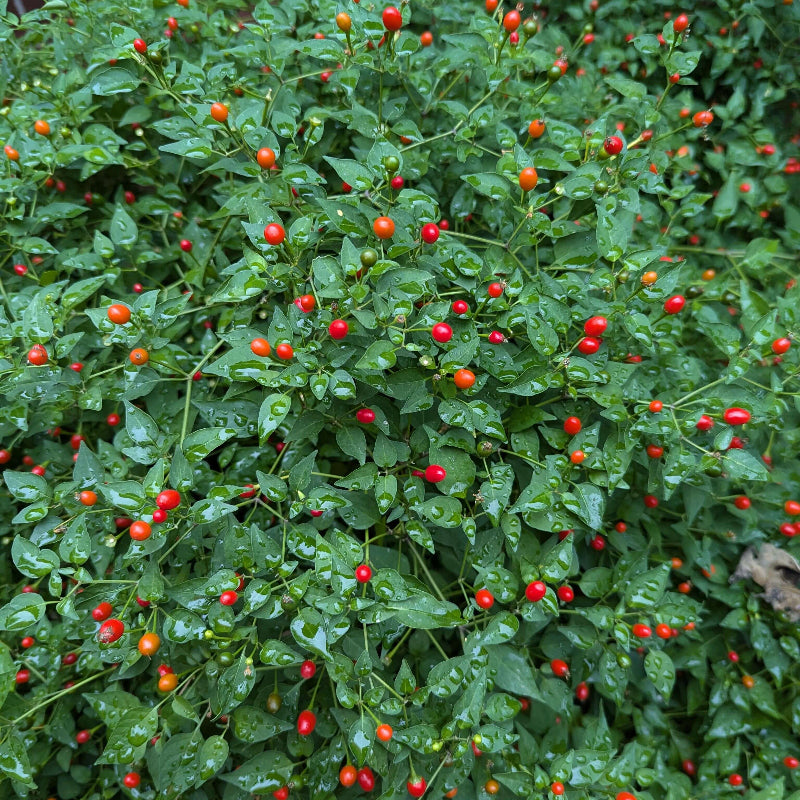 Chile Del Monte seeds