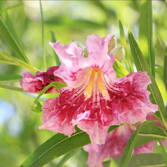 Chilopsis linearis Desert Willow Seeds