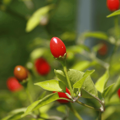 Chiltepin Pepper Seeds - Vegetable Plant