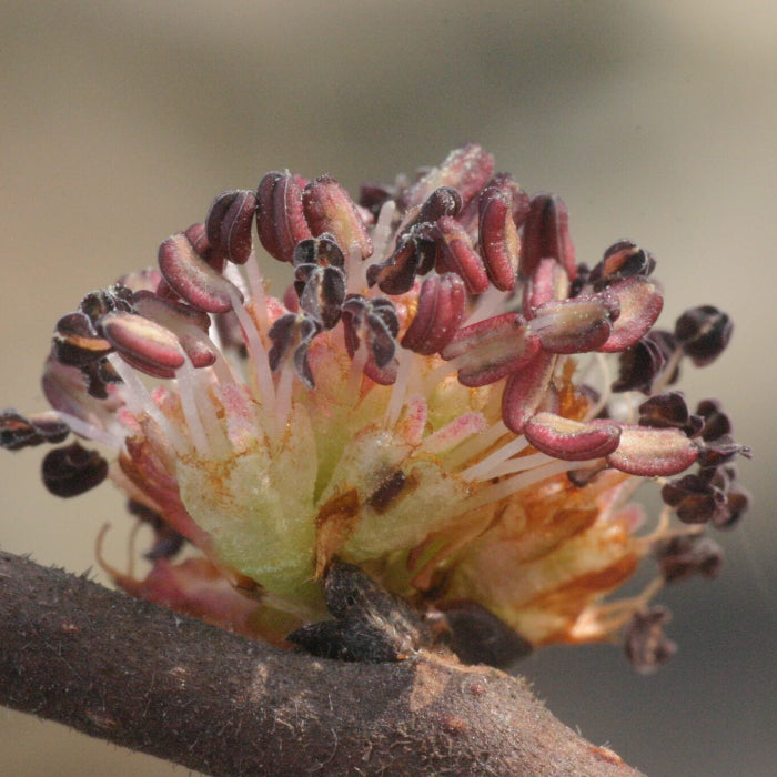 Chinese Elm Seeds - Flower Plant