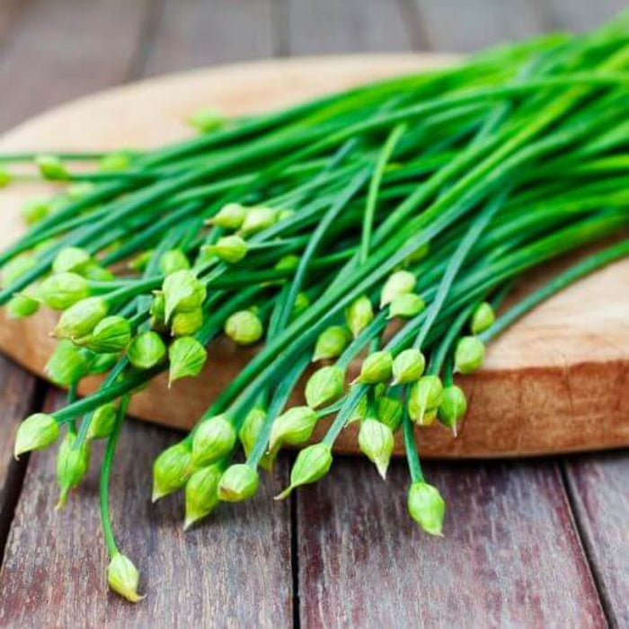 Chinese Garlic Chives Seeds