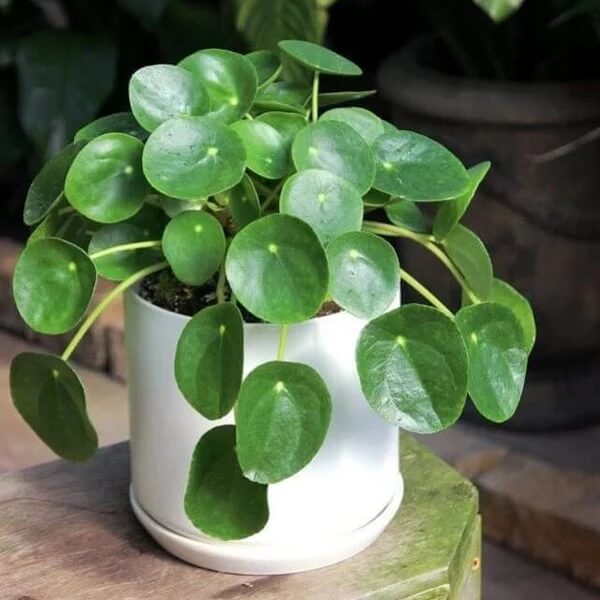 Chinese Money Plant Seeds - Flower Plant