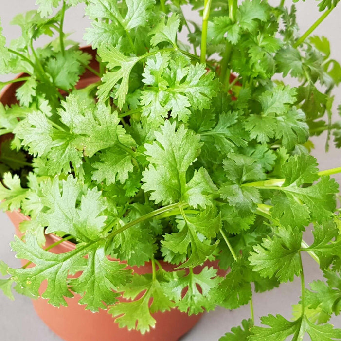 Chinese Parsley Seeds - Herbal Plant