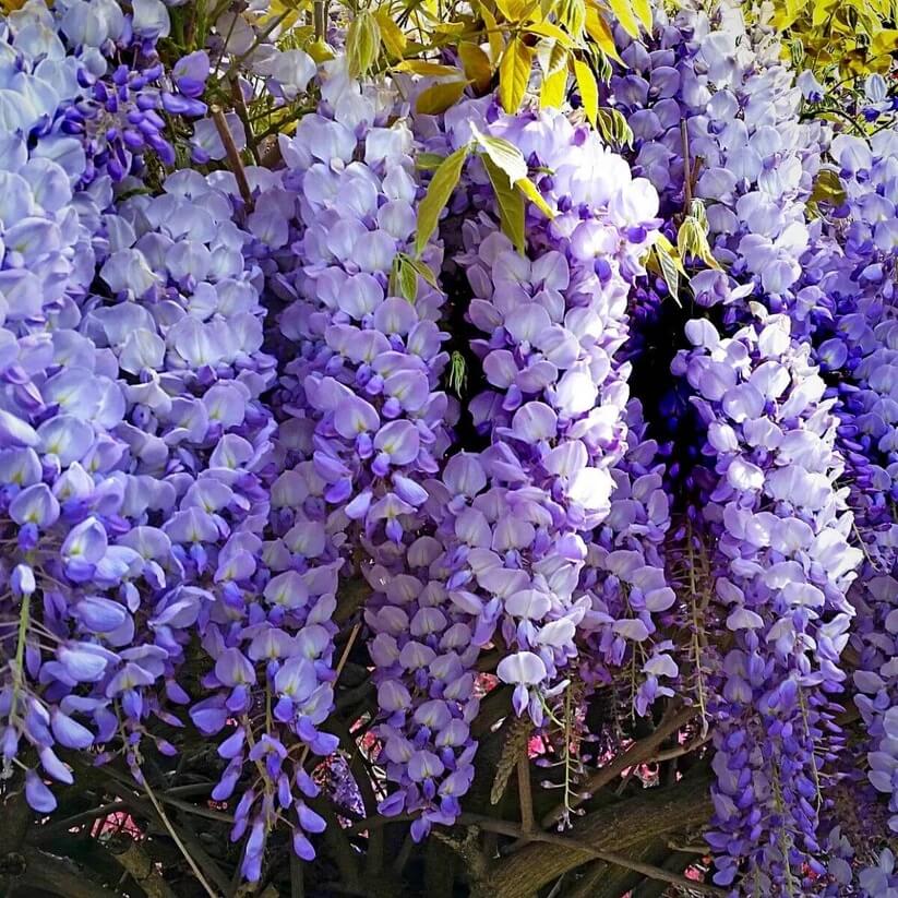 Chinese Wisteria seeds