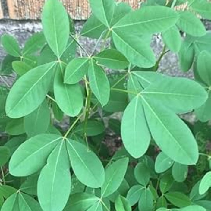 Chipilin Seeds - Herbal Plant for Home Gardens