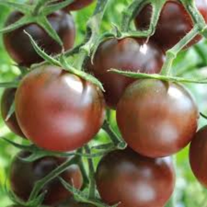 Chocolate Cherry Tomato Seeds - Vegetable Plant