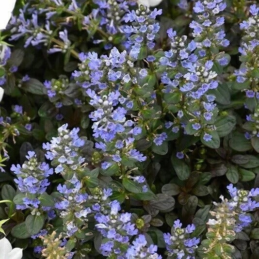 Chocolate Chip Ajuga seeds