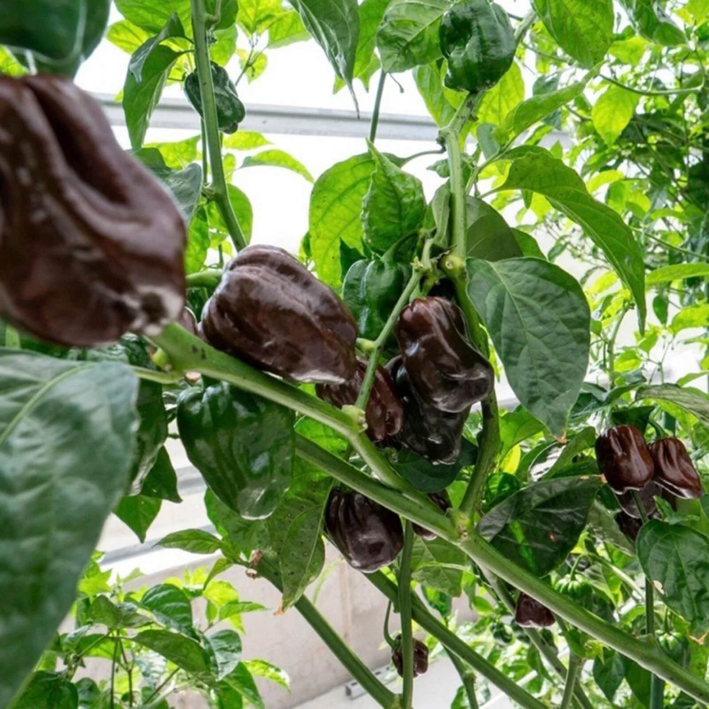 Chocolate Habanero seeds - Vegetable Plant