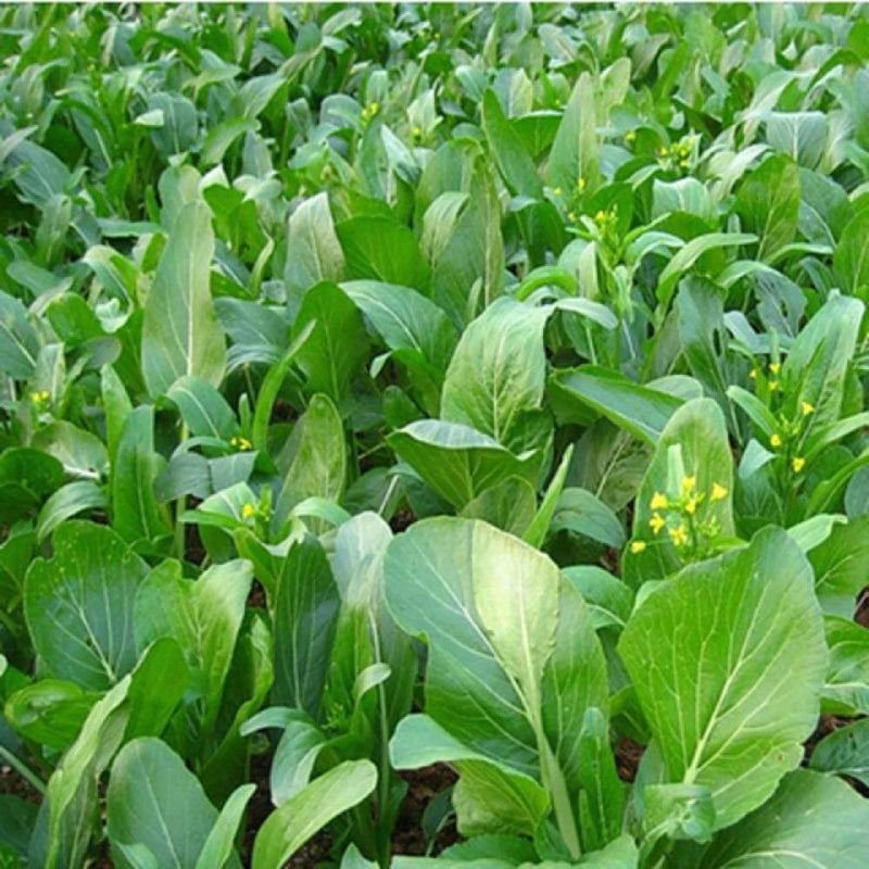 Choy Sum Seeds - Vegetable Plant