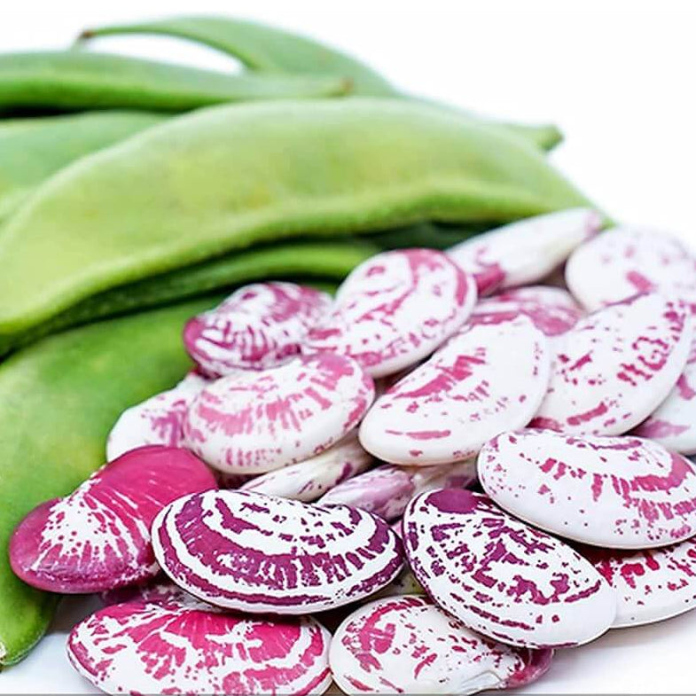 Christmas lima bean seeds - Vegetable Plant