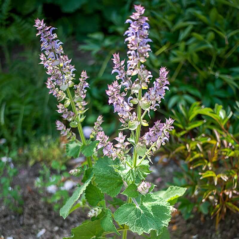 Clary sage seeds - Vegetable Plant