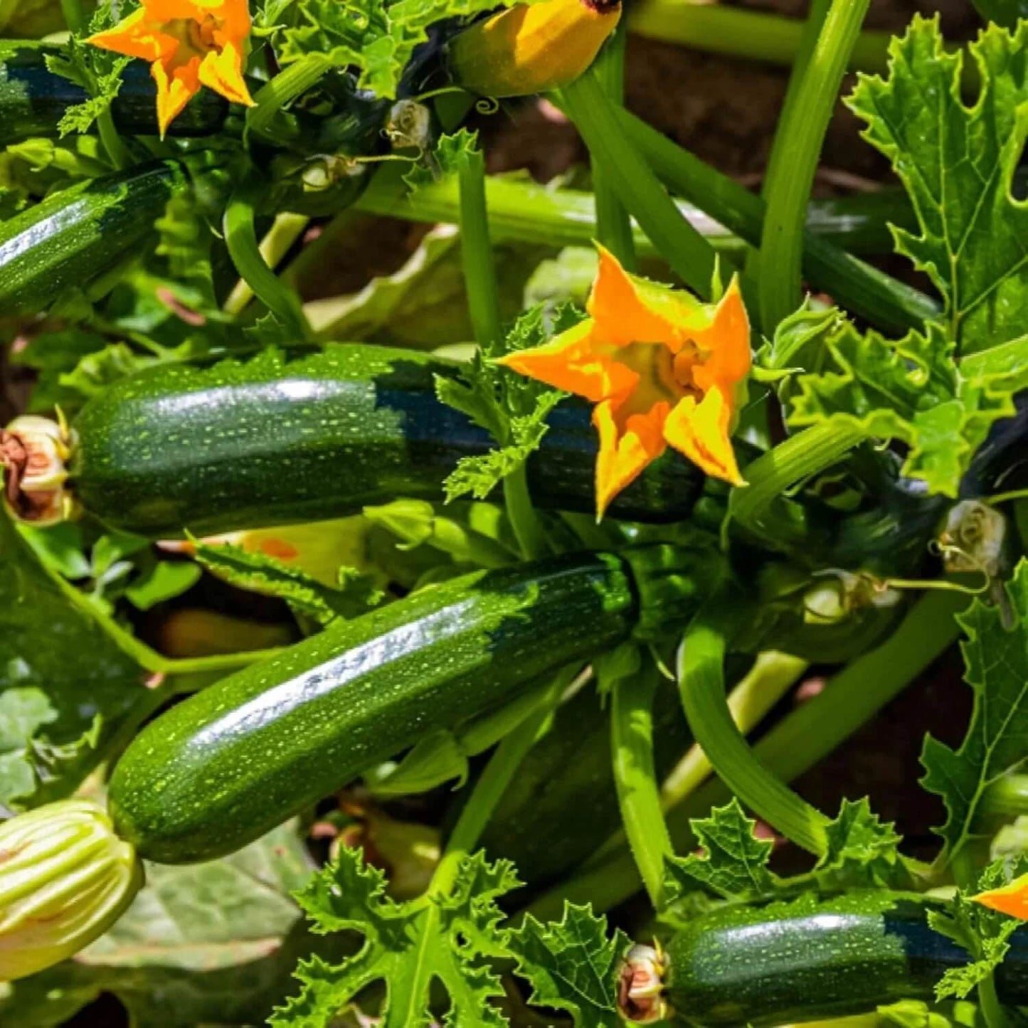 Climbing Zucchini Seeds