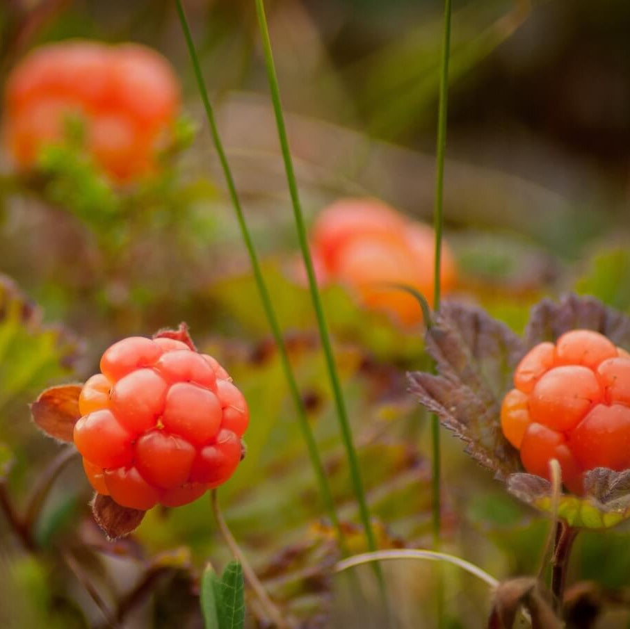 Cloudberry Sweet Berry Seeds