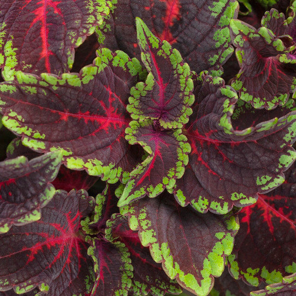Coleus Seeds