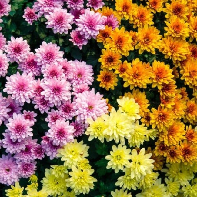 Colorful and Diverse Chrysanthemum Seeds