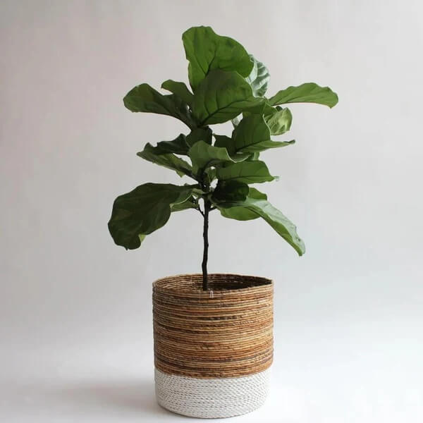 Column Fiddle Leaf Fig seeds - Flower Plant