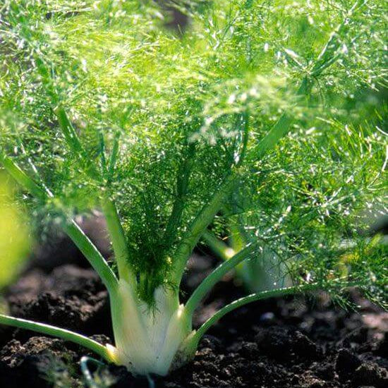 Common Fennel Seeds - Herbal Plant