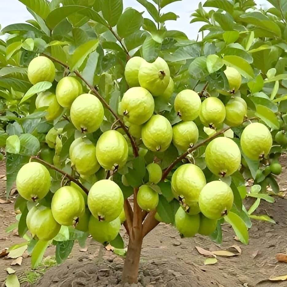 Common Guava Seeds - Fruit Plant for Home Gardens