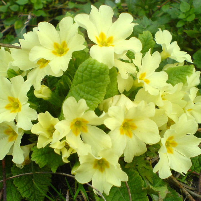Common Primrose Seeds - Flower Plant