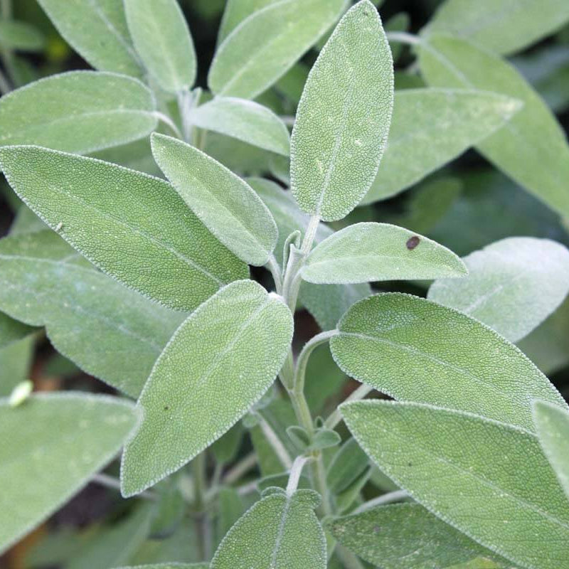 Common Sage Seeds - Vegetable Plant