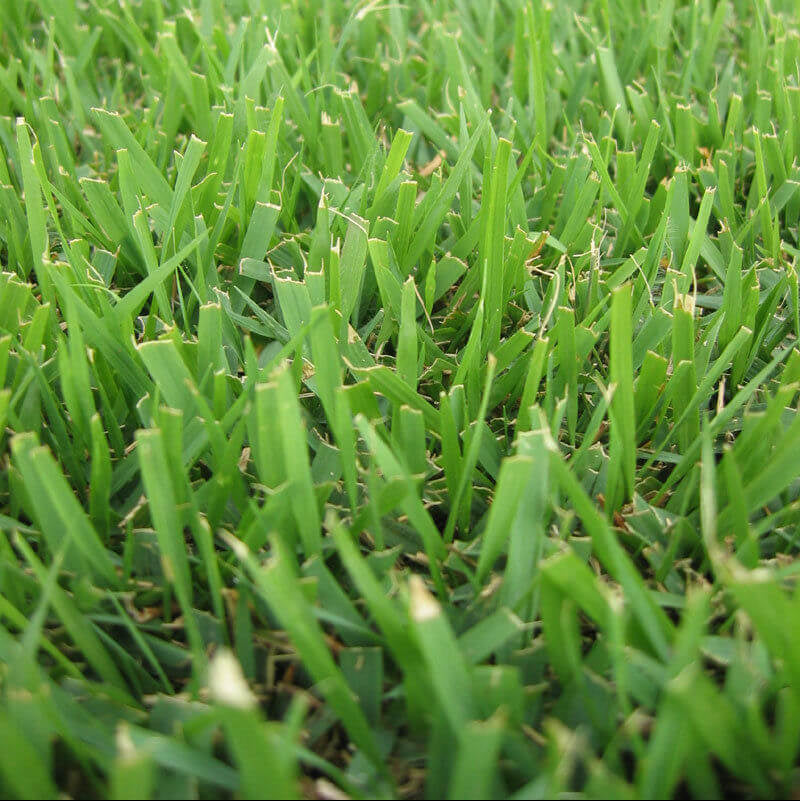 Compadre Zoysia Seeds