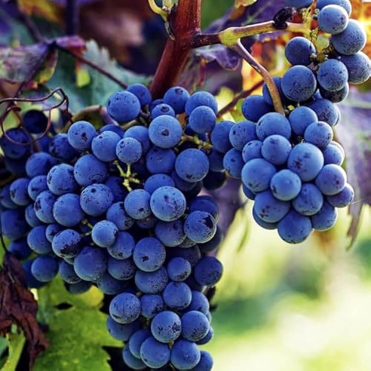 Concord Grape Seeds