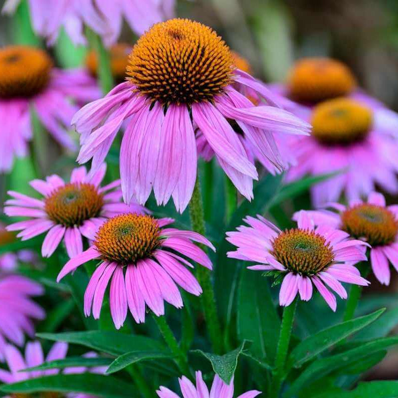 Coneflower Seeds - Flower Plant