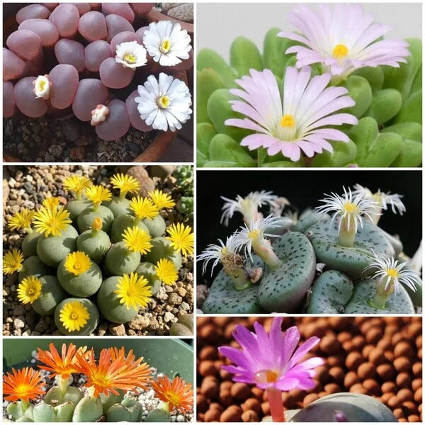 Conophytum Plant Seeds - Flower Plant