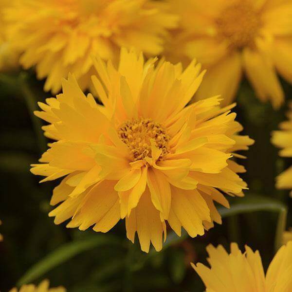 Coreopsis Tickseed Seeds - Flower Plant