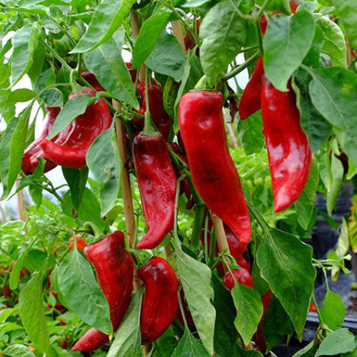 Corno Di Toro Pepper Seeds - Vegetable Plant