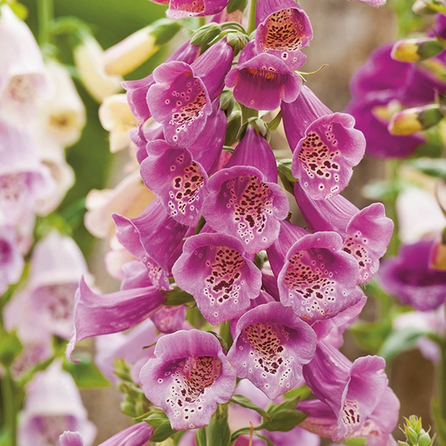 Cottage Foxglove Seeds