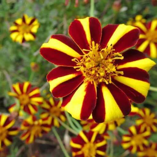Court Jester Pinwheel Marigold seeds