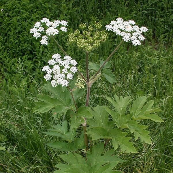 Cow Parsnip Seeds - Heirloom Flower Plant for Home Gardens