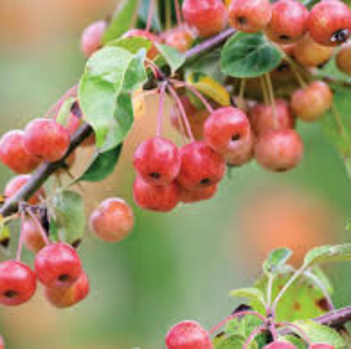 Crabapple Seeds -Fruit Plant
