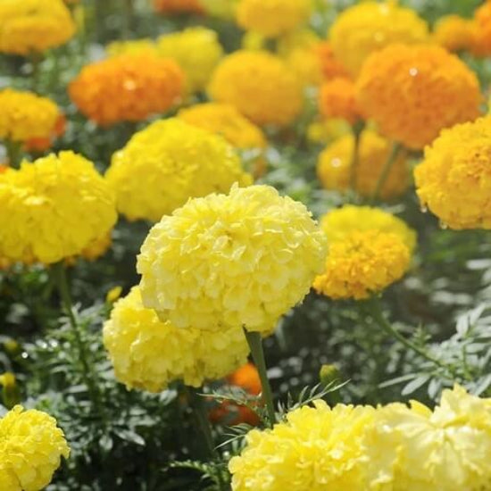 Crackerjack Marigold Seeds - Flower Plant
