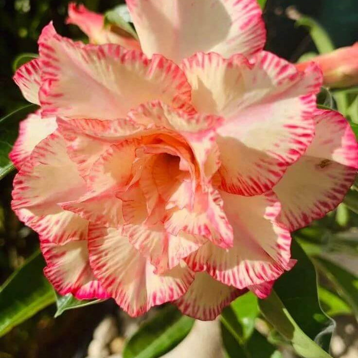 Cream Pink Adenium Obesum Seeds - Flower Plant
