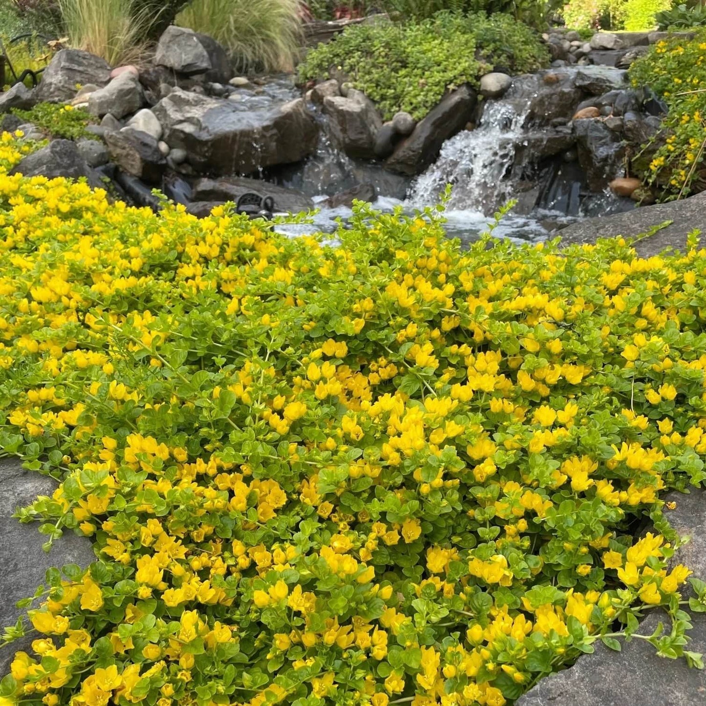 Creeping Jenny Seeds