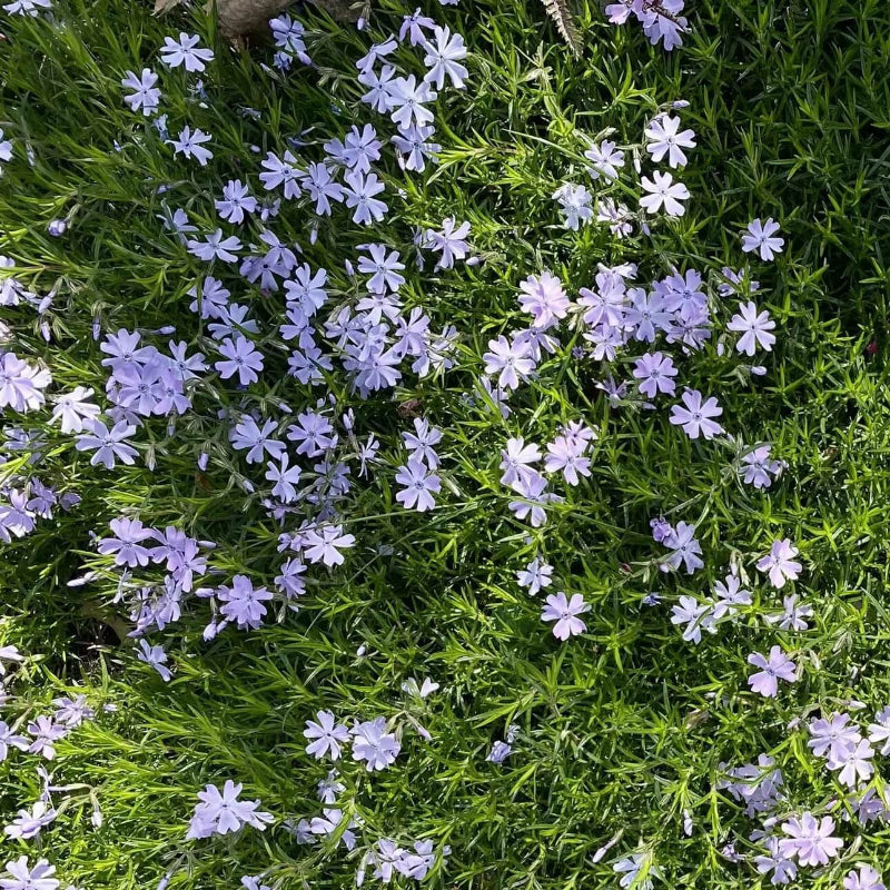 Creeping Phlox Seeds