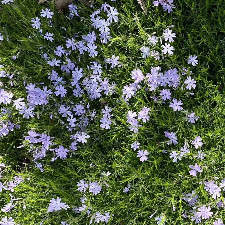 Creeping Phlox Seeds