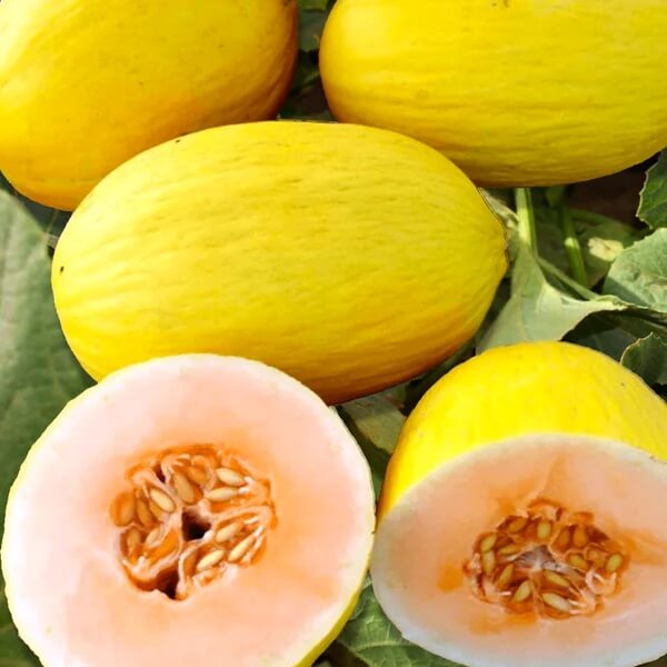 Crenshaw Melon Seeds