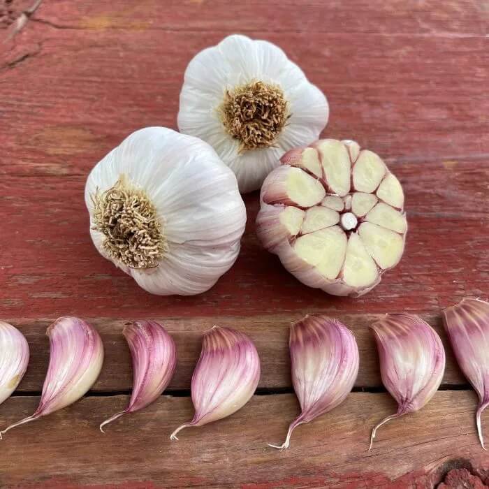 Creole Garlic Seeds - Vegetable Plant